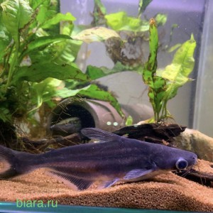 Акулий сом Пангасиус большеглазый  6-7 см